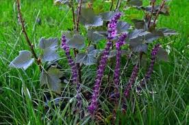 Finden sie ideen, bilder und beispiele für moderne gartengestaltung und gärten aus aller welt. Der Garten Im Oktober Was Gibt Es Zu Tun Haus Und Beet In 2020 Garten Anlegen Gemusegarten Anlegen Selbstversorger Garten