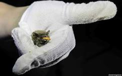 An evening all about Bats (June)
