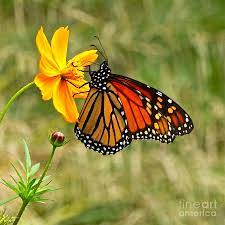 The monarch butterfly is one of the most recognizable and well studied butterflies on the planet. 10 Flowers That Attract Monarch Butterflies Growing Organic