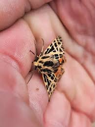 Image result for Ouratea andongensis