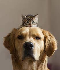 Brotherhood By Burak Kilic 500px Cute Animals Cute Cats Animals