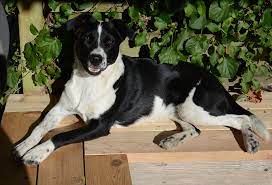 Maybe you would like to learn more about one of these? Three Rivers Humane Society Where Love Finds A Home