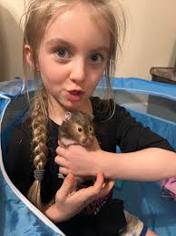 What can elves do to comfort a sad child about a dead hamster?