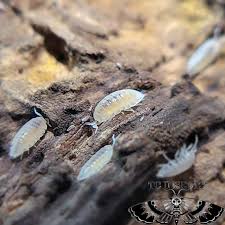 Image result for Isoberlinia tomentosa