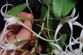 Image result for Cyrtorchis neglecta