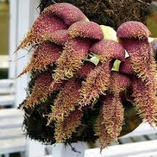 Image result for Bulbophyllum encephalodes