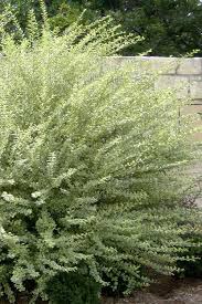 Buy Variegated Privet Ligustrum For Sale Online From Wilson Bros Gardens Front Yard Plants Landscape Shrubs