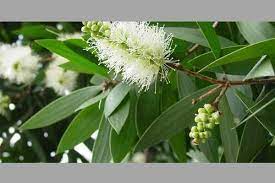 Di ambil dari dahan yang kukuh, lurus tegak, cantik terletak. Kayu Putih Tumbuhan Bandel Multikhasiat Satu Harapan