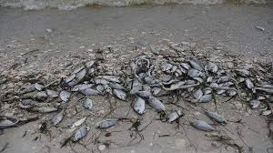 Brevis, was detected in 63 samples, as of june 18, 2021. Red Tide Everything You Need To Know About The Outbreak In Florida