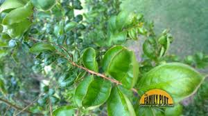 How to care for crape myrtle trees. Q A Why Does My Crape Myrtle Have Curling Leaves Family Plot