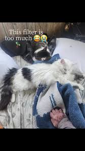 what happened to Apollo? #CapCut