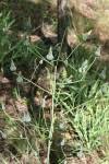 Image result for Lactuca imbricata