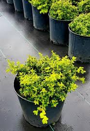 Image result for Buxus
