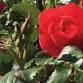 Broken Arrow Rose Festival 2025