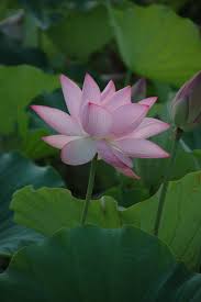 Scopri i prodotti fior di loto dedicati a chi deve escludere dalla dieta glutine, lattosio o lievito. Nelumbo Nucifera Fior Di Loto Plants Flowers Aquatic Plants