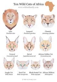 We suggest when in doubt, get a bigger size than needed, because you can always shrink it. Wild Cat Posters Wild Cat Family