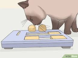 4 Ways To Raise A Cat Wikihow Some cats may not relax fully, but do not show any signs of fear or discomfort. 4 ways to raise a cat wikihow
