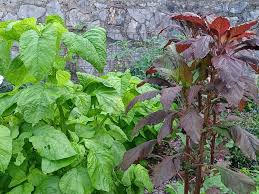 Image result for Amaranthus viridis