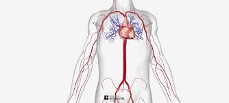 Thoracic aorta, abdominal aorta, iliac arteries veins: Arteries Of The Body Picture Anatomy Definition More