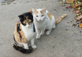 Yeah they can be eaten by bears, bugs,snakes fox's, wolves and more dominant animals dogs can kill cats but won't eat them they could but most. Tnr Feral Cats Illinois Dnr Call Vote No