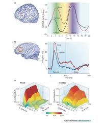 Doch seine frau laura müller ahnt von alledem überhaupt nichts. Neural Mechanisms For Detecting And Remembering Novel Events Nature Reviews Neuroscience