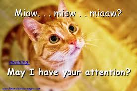 Maybe you would like to learn more about one of these? Materi Asking For Someone S Attention Dimensi Bahasa Inggris