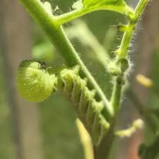 So, you're thinking about growing a garden of your own. Be Vigilant To Keep Tomato Plants Free From Hornworms Brigantine Pressofatlanticcity Com