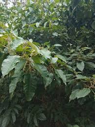 Image result for Pterocarpus megalocarpus