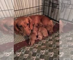 Find a dachshund puppy from reputable breeders near you and nationwide. Puppyfinder Com Dachshund Puppies Puppies For Sale Near Me In Wisconsin Usa Page 1 Displays 10
