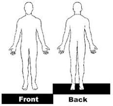 Human body back front side. Medical Body Outline Front And Back Free Download