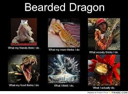 Bearded Dragon Org View Topic Bearded Dragon Memes Bearded Dragon Bearded Dragon Funny Bearded Dragon Quote