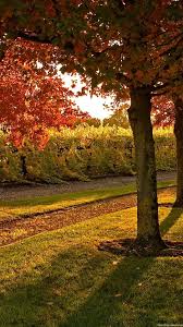 Check spelling or type a new query. Nature Tree Leaves Autumn Garden Wallpapers Hd Hd Wallpapers Nature For Smartphone 1080x1920 Wallpaper Teahub Io