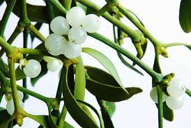 Individuo perteneciente a los pueblos amerindios del gran grupo lingüístico arahuaco establecidos en la española y también en cuba y. Planta Liliacea De Jardin De Flores Blancas Y Hermosas