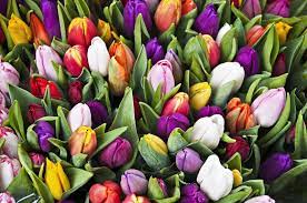 19 Facts Every Tulip Lover Should Know Tulips Love Flowers Next Flowers