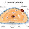Compact bone consists of closely packed osteons or haversian systems. 1