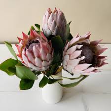 Image result for Protea argyrea