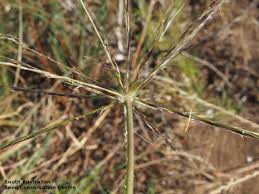Image result for Enteropogon sechellensis