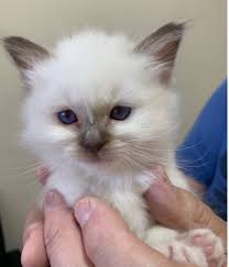 Birman Kittens For Sale Nsw Aga Birmans Birman Cat Breeder Sydney Nsw