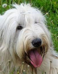 Magnetic south is the direction towards the south magnetic pole, some distance away from the south geographic pole. South Russian Ovcharka Russian Sheepdog White Russian Dog