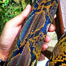 Viper, snake, cobra, cobras, vipers, snakes, dam snake, ular sawa, king cobra. Photos At Taman Ular Sawa Ulu Bendul