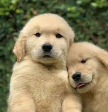 Luz Veloz (luzveloz55)