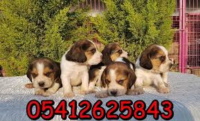 satilik beagle ilani beagle