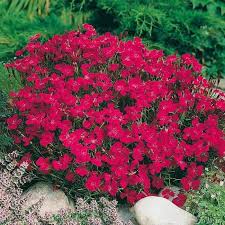Steingarten Kollektion 24 Stuck Pflanzen Garten Schluter Mittagsblume