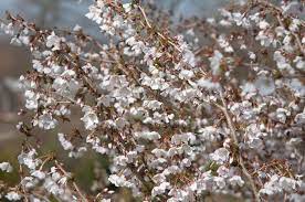 Dwarf flowering cherry tree uk. Cherry Trees Perfect For Small Gardens Rhs Gardening