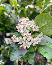 Image result for Cerastium octandrum