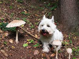Most backyard mushrooms are the 'little brown mushrooms' that grow from underground wood decaying, like an old tree stump or roots. Poisonous Mushrooms And Toxicity In Dogs Shinga