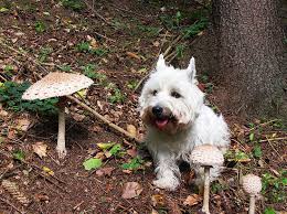 If you catch your dog trying to eat them in the wilderness, stop them immediately. Poisonous Mushrooms And Toxicity In Dogs Shinga