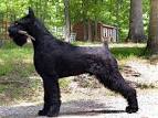 Giant Schnauzer Puppies for Sale from Reputable Dog Breeders