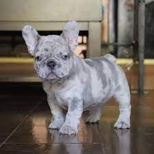 French bulldog puppies are very cute. Quels Marquages Speciaux Chiot Mignon Cute Little Puppies Cute Baby Dogs French Bulldog Puppies