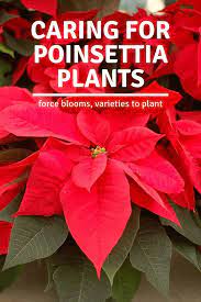 How To Care For Poinsettia Plants Gardening Channel Poinsettia Plant Plants Organic Gardening Tips